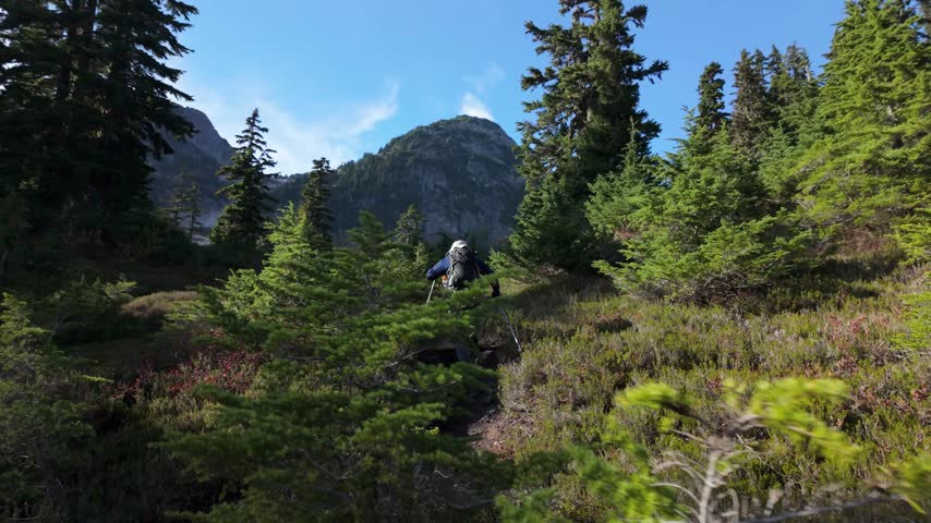 Hiker Ascends a Scenic Mountain Trail Through Lush Forest in British Columbia, Canada