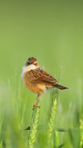 Close up of a small brown songbird perched delicately on green plant stalks against a smooth blurred natural background