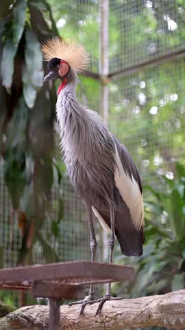 grey feathers bird looking around and start preening in the zoo