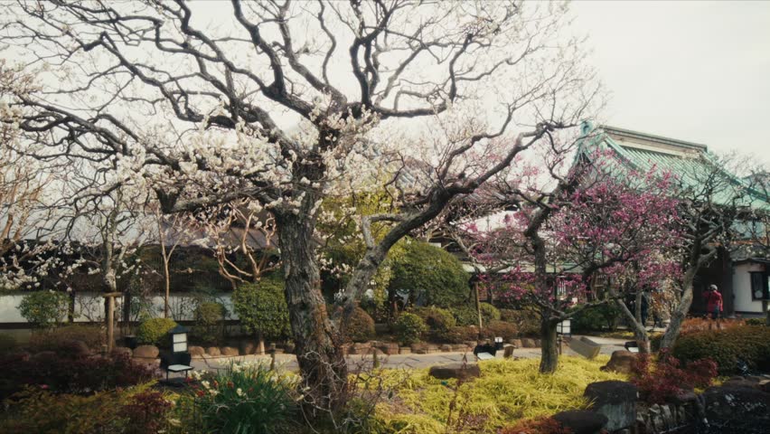 Wide shot of a large, twisting plum tree with white blossoms dominating the foreground of Hase-dera temple grounds in Kamakura.