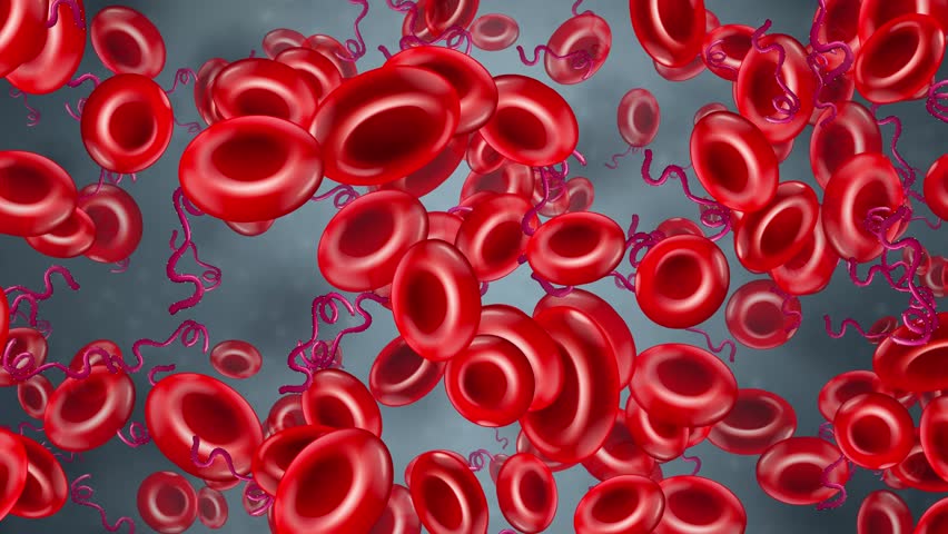 Microscopic animation of red blood cells and spiral bacteria drifting through a dark fluid environment.