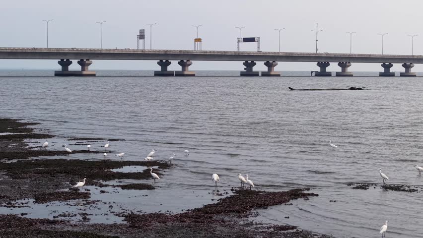 White bird wading in shallow water near rocky shore with large multi-section Penang Second Bridge stretching across calm water under cloudy sky