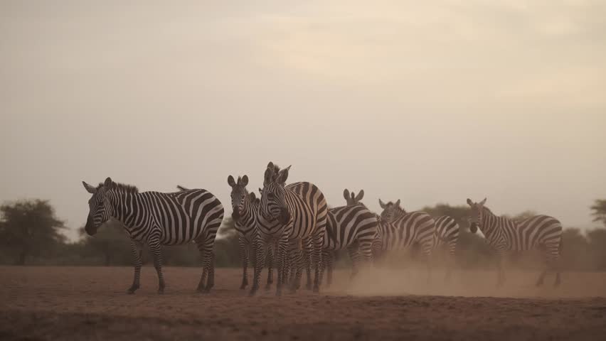 Dusty Scene with Zebra at Sunset in Dry Season Dust in Golden Hour, African Wildlife Safari Animals in Kenya in Africa