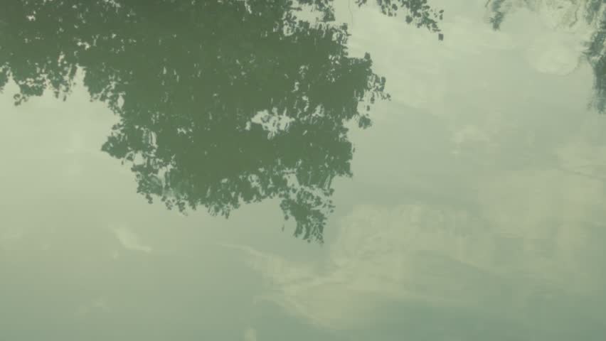 Tree branches and sky reflected on calm water surface in a tranquil outdoor scene
