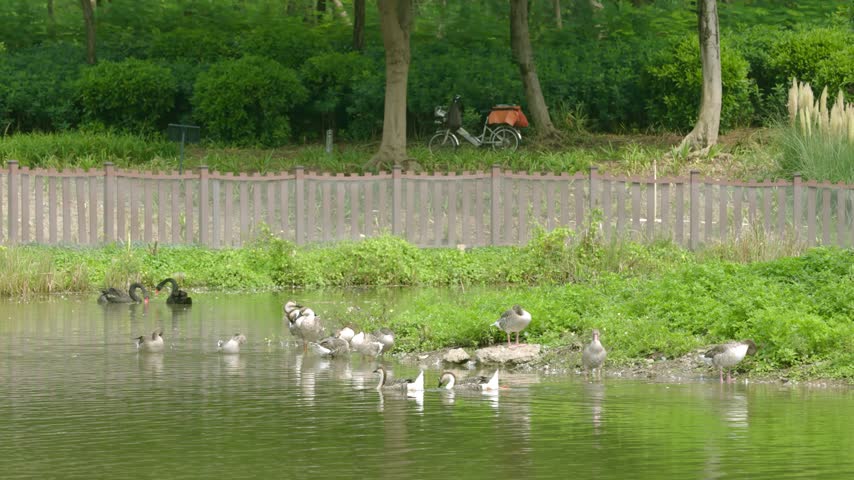 Group of geese swimming and resting in a calm park pond during spring
