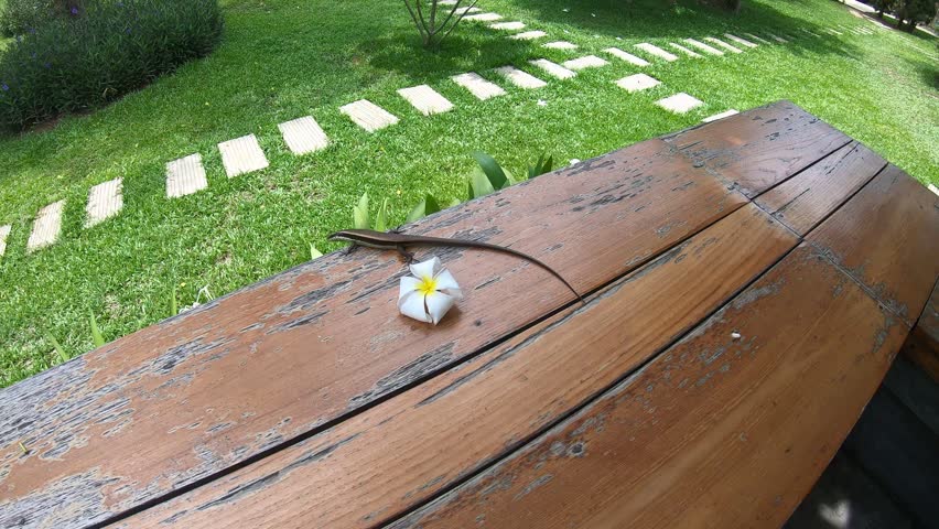 A common sun skink (Eutropis multifasciata) crawls along a weathered wooden railing beside a fallen plumeria flower in a lush tropical garden.