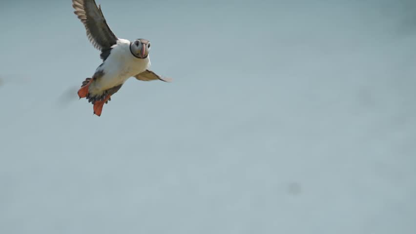 Slow Motion Puffins Flying on the Coast, Close Up Atlantic Puffin in Flight with Coastal Scenery on the Coast of Skomer Island in Wales, Amazing UK Birds and Wildlife