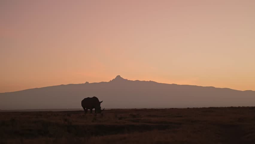 White Rhino and Mt Kenya, Silhouette at Sunrise on African Wildlife Safari in Conservation Area, Rhinos Silhouetted with Orange Sky at Sunset in Africa.