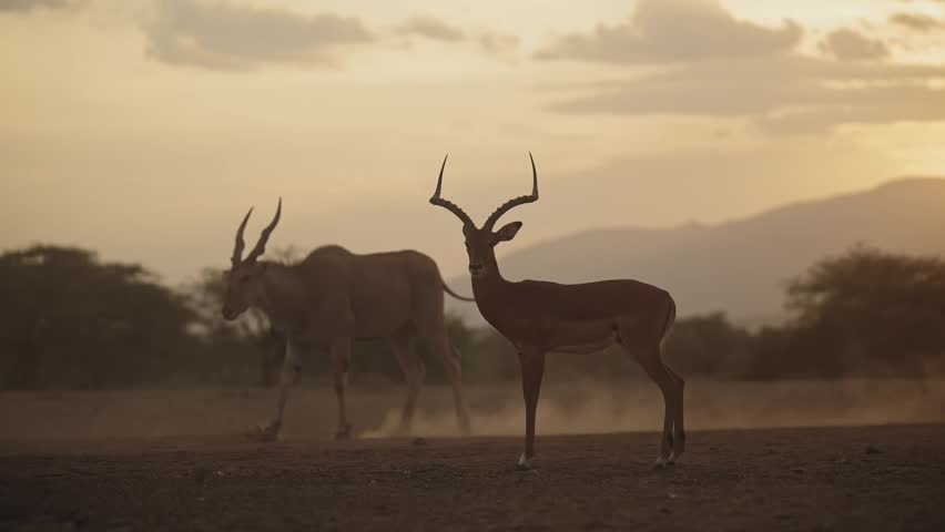 Dusty Dry Season Impala with Dust Kicked Up in Africa, Safari Animals on African Wildlife Nature Safari, Low Angle Eye Level Shot in the wild in natural habitat.