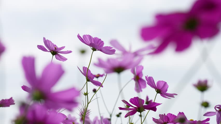 4K slow-motion video of a field of cosmos flowers in full bloom.
4K 120fps edited to 30fps.