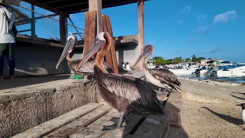 Coordinated brown pelicans perch patiently on a wooden dock, interacting with local fishing activity in the pristine Caribbean waters of Los Roques Venezuela