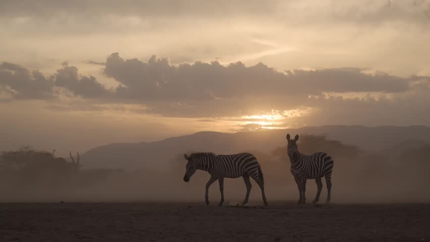 Cinematic Slow Motion Dusty Scene with Zebra at Sunset in Dry Season Dust in Golden Hour, African Wildlife Safari Animals in Africa in the wild in natural habitat.