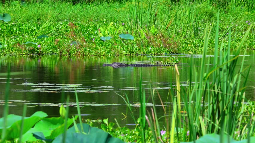 Alligator Cruising In Swamp Slowly