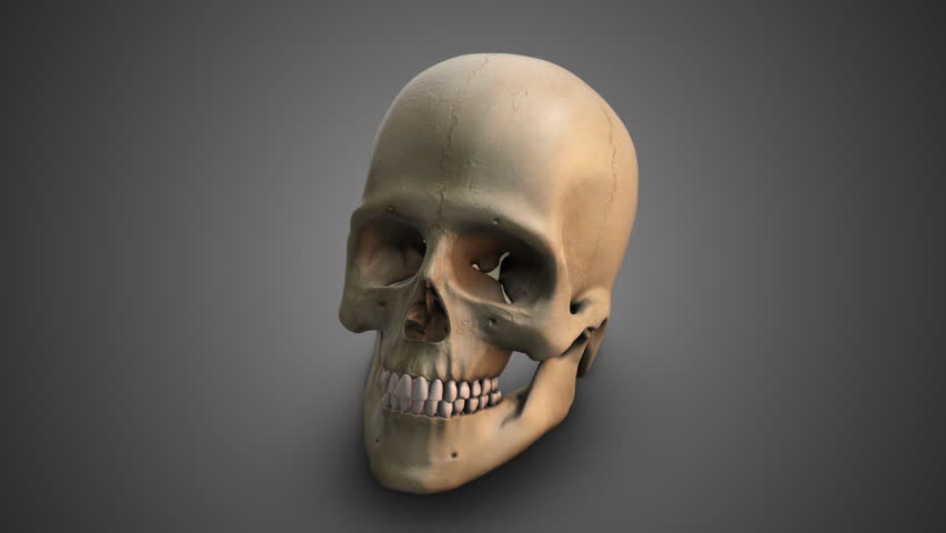 Skull Broken Jaw Fracture Anatomy Medical Concept