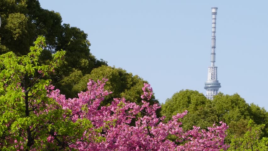 Tokyo Skytree tower with beautiful pink Kawazu cherry blossoms and green foliage in spring, Japan.