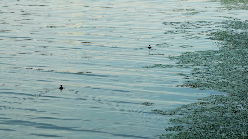 Tranquil Waterscapes: Ducks Gliding Over a Peaceful Lake at Dusk