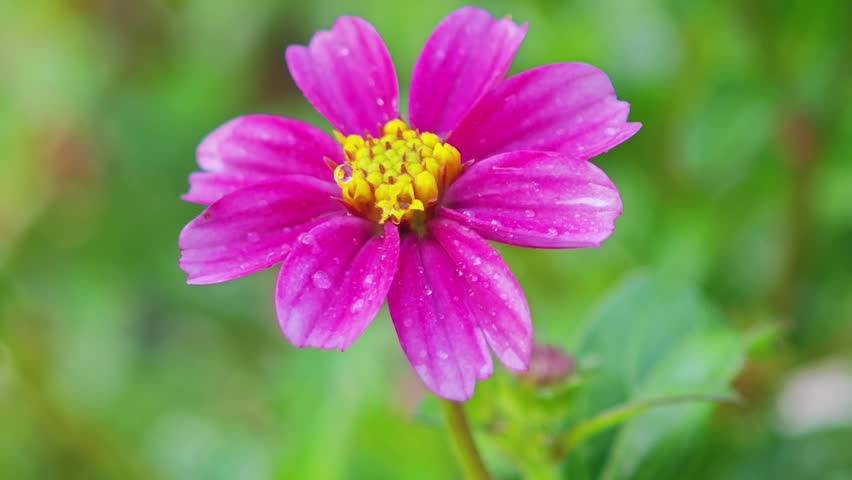 Beautiful flowers in the garden.