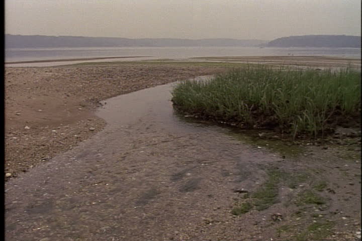 Tidal pools and beach grass on the shore of Oyster Bay at low tide at Long Island, New York.