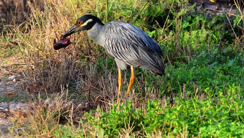 Blue Heron Eating a Crayfish