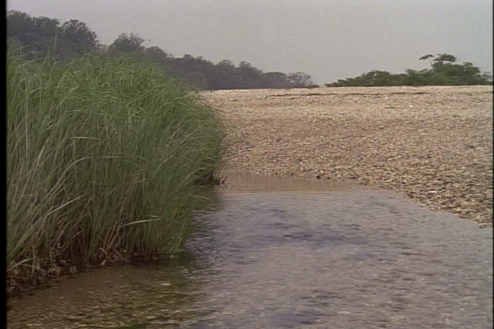 Pan across tidal pools and beach grass at the shore of Oyster Bay at Long Island, New York.