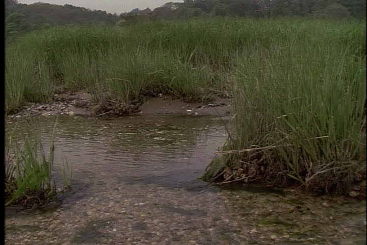 Tidal pools and beach grass at the shore of Oyster Bay at Long Island, New York