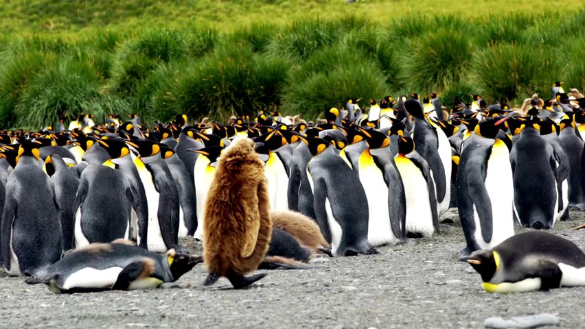 A brown, fluffy king penguin chick stands out among adult penguins in a large colony with grassy hills behind.