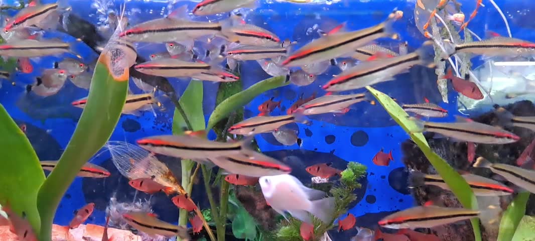 Neon Tetra and other colorful ornamental fish swimming in a freshwater aquarium with a blue background and rising air bubbles. Small tropical fish moving naturally through the water, creating a vibrant aquatic scene suitable for aquarium hobby, pet care, tropical freshwater life, underwater nature, and stock footage.