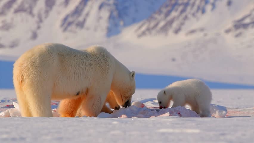 Polar bear and cub feed together across a snowy Arctic landscape.