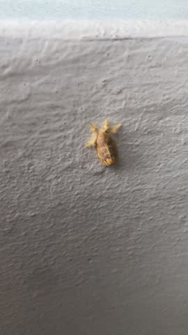 Macro shot of a yellow fuzzy Tussock Moth moth (Orvasca subnotata) resting on a textured wall.
