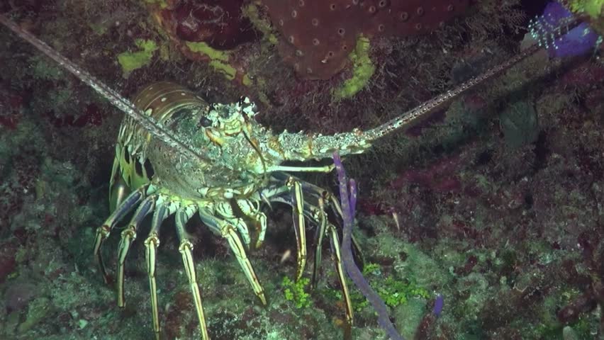 Caribbean spiny lobster emerging from a rocky coral reef crevice.