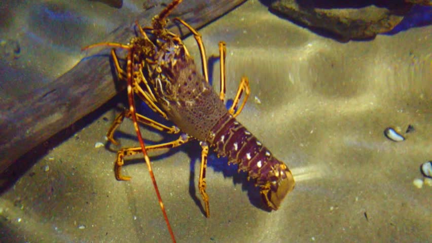 Spiny lobster crawling across a sandy seabed near shallow underwater driftwood.