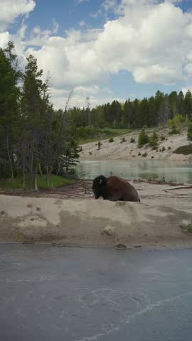 Vertical shot of an American bison resting by a steaming hot spring in Yellowstone National Park, pine forest and sky above.