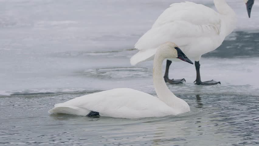 Two trumpeter swans resting on and around frozen ice in cold water.