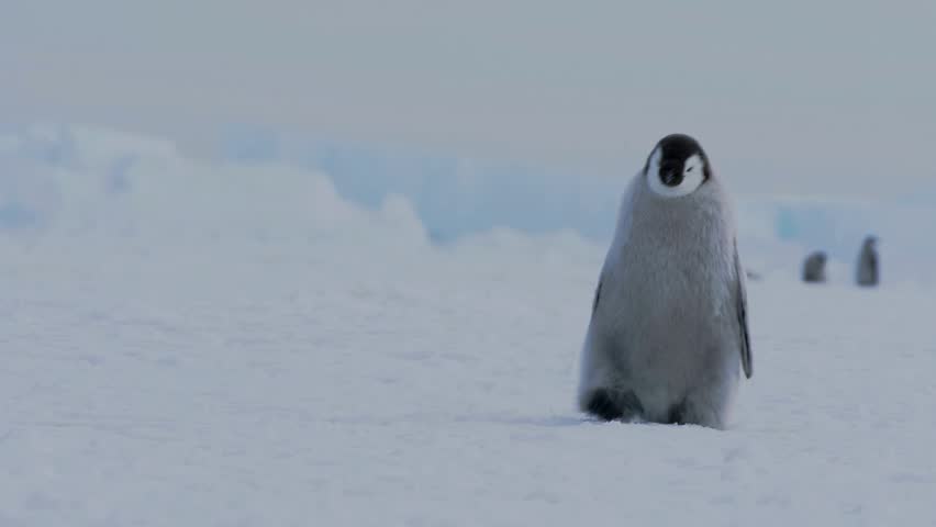 Fluffy Emperor penguin chick standing alone on Antarctic snow terrain.