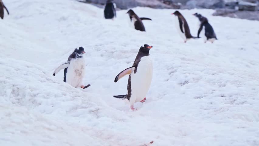 Gentoo penguins and fluffier chick walking across snowy Antarctic terrain.
