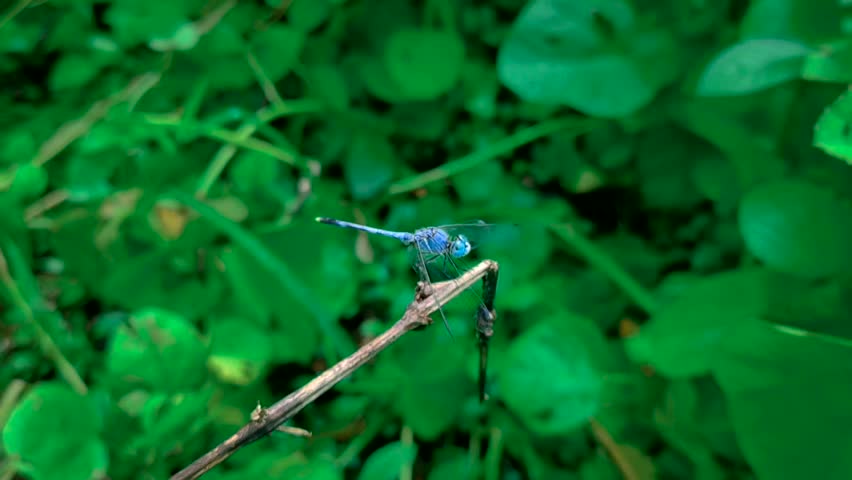 blue dragonfly on a stick.