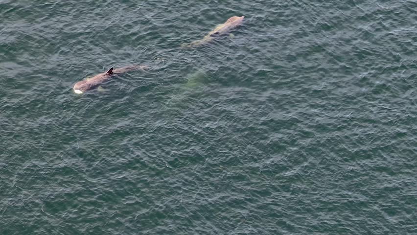 Aerial view of basking sharks at Muckross Head ,Donegal - Ireland