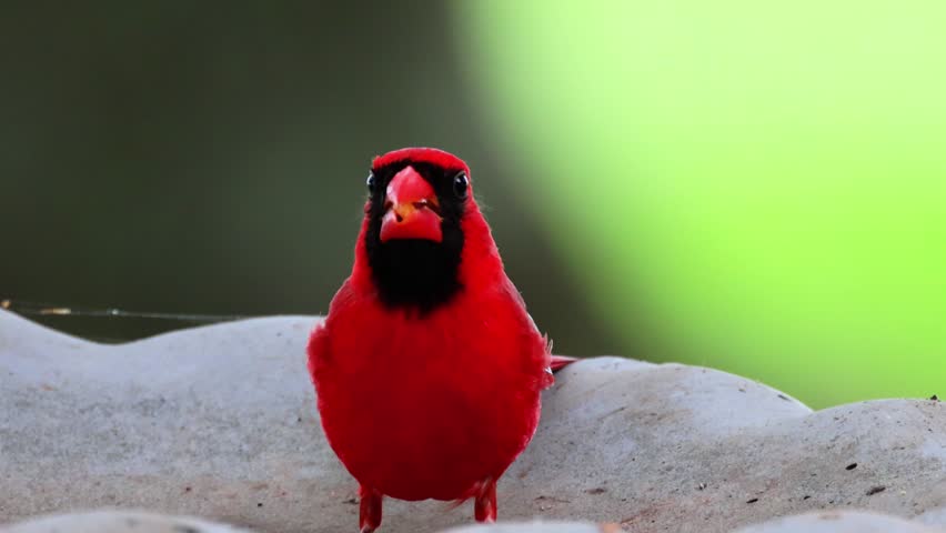 Red Cardinal Raising Head Feathers
