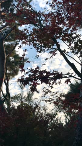 Fast moving clouds drift above autumn trees with dark red foliage. Cloud motion over fall forest creates dramatic seasonal sky, windy weather and atmospheric nature scenery.
