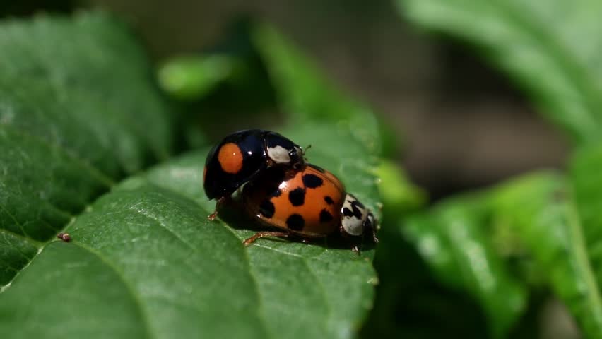 Close-up of two vibrant ladybugs interacting on a lush green plant, with a blurred natural background