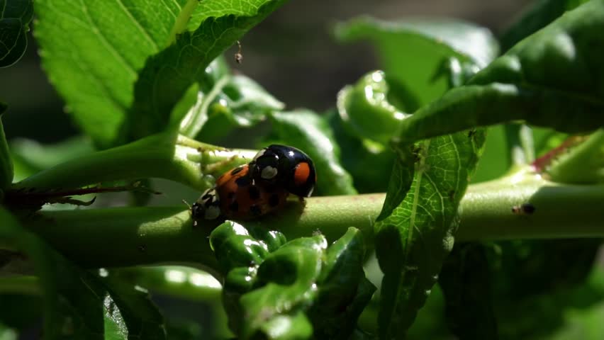 Close-up of two vibrant ladybugs interacting on a lush green plant, with a blurred natural background