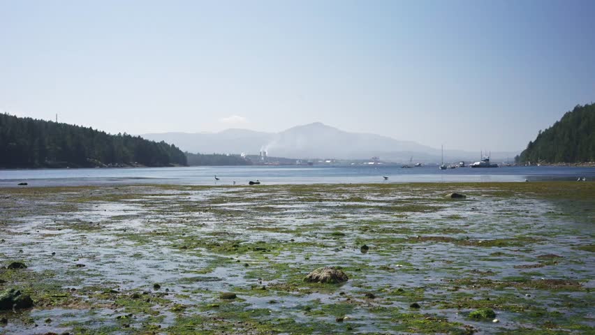 Low tide at Brickyard Beach, Gabriola Island: green tidal flats, distant boats and mountains across False Narrows, blue sky.