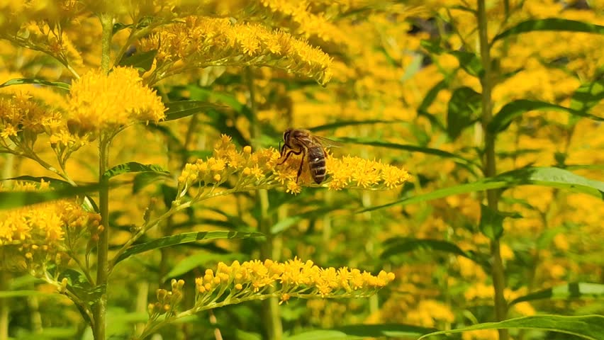 Honeybees foraging among bright yellow goldenrod flower clusters, Solidago canadensis or Solidago gigantea. Pollinator ecology, wildflower meadows, biodiversity, and environmental education.