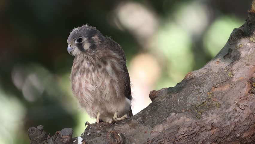 Female juvenile American kestrel (Falco sparverius) preening and nibbling at feet with beak in slow motion, northern California.
