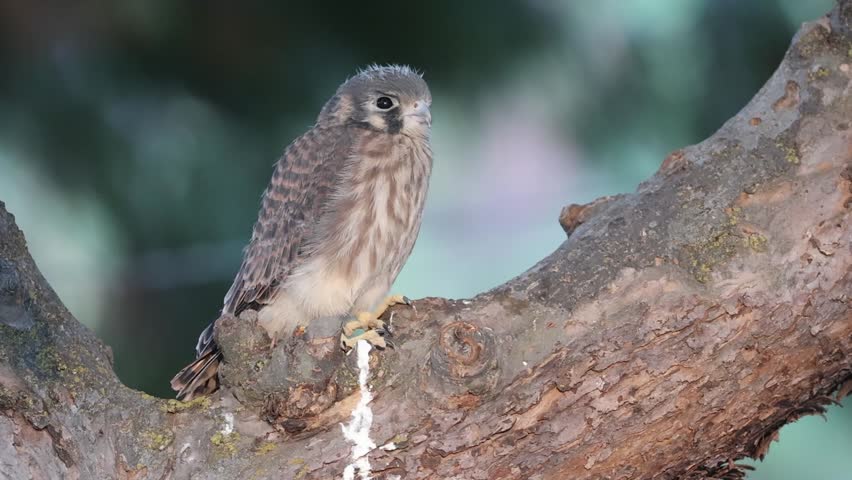 Female juvenile American kestrel (Falco sparverius) perched in a crabapple tree, blinking and turning head toward camera, northern California.