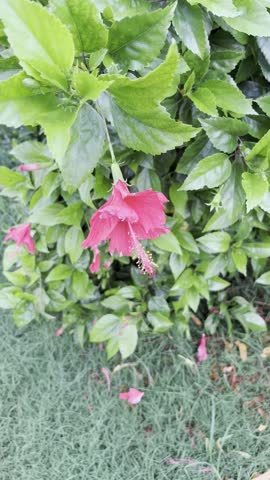 Beautiful red flower blooming in a air