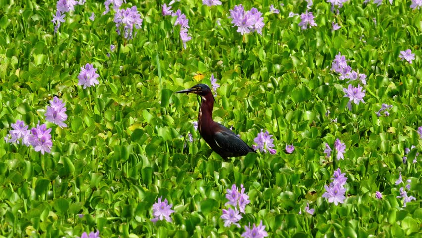 Heron In swamp Flowers Hunting