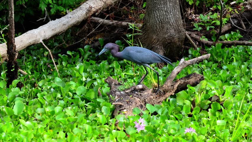 Great Blue Heron Hunting In The Swamp