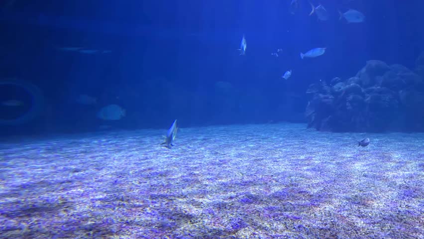 Tropical reef fish swimming through a spacious blue aquarium tank above a sandy seabed and rocky coral habitat at the Israel Aquarium in Jerusalem, Israel