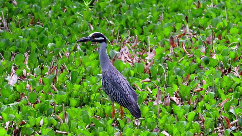 Blue Heron In The Rain